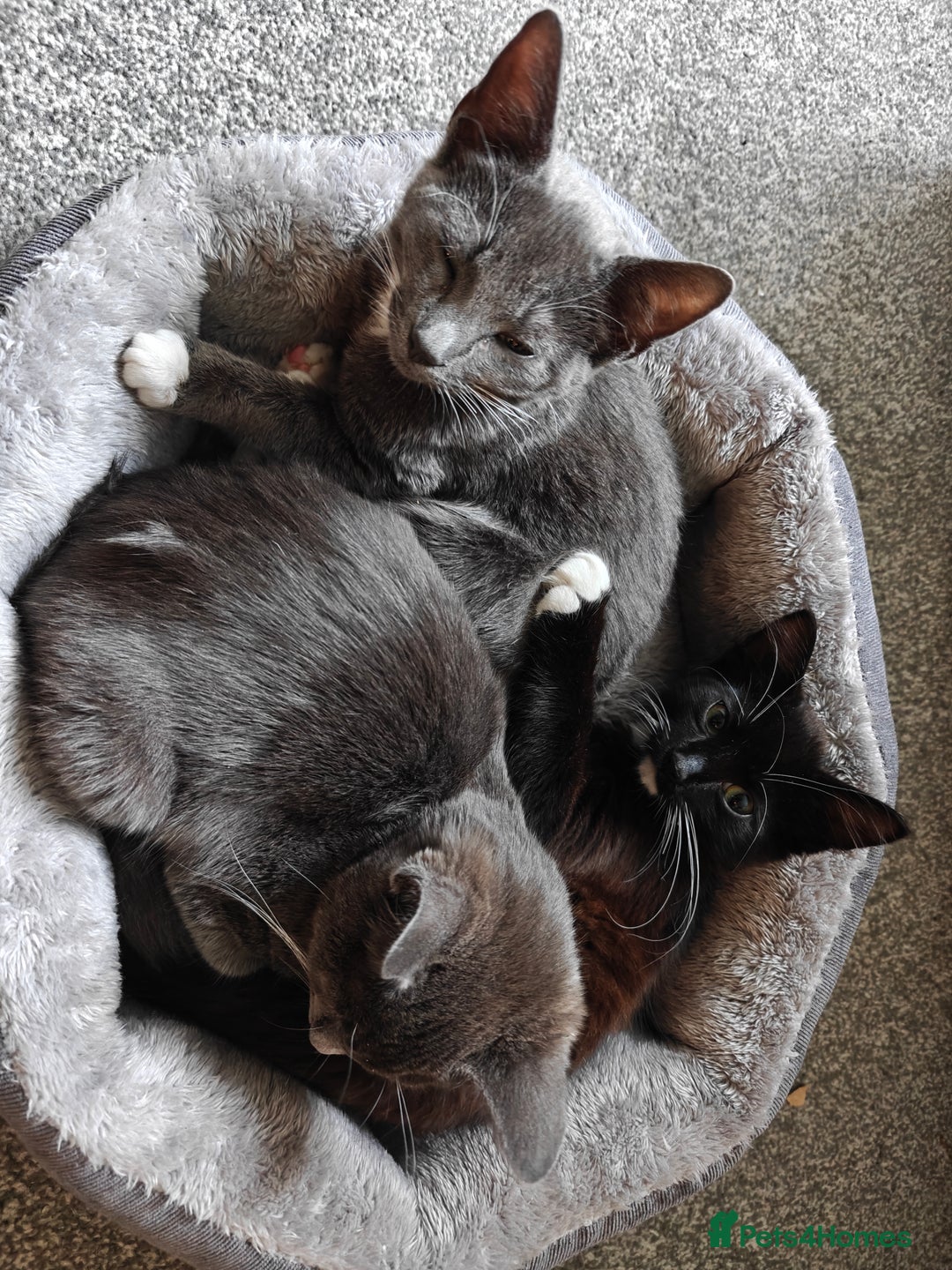 Domestic Shorthair cats for sale: Loving kittens - Image 2