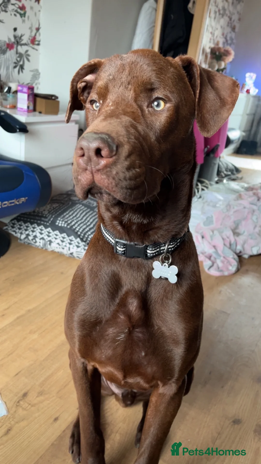 Mixed Breed dogs for sale: Presa x Doberman  - Advert 7