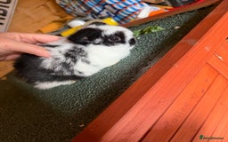 Mini Lop rabbits for sale: Baby mini lop bunnies  - Image 8