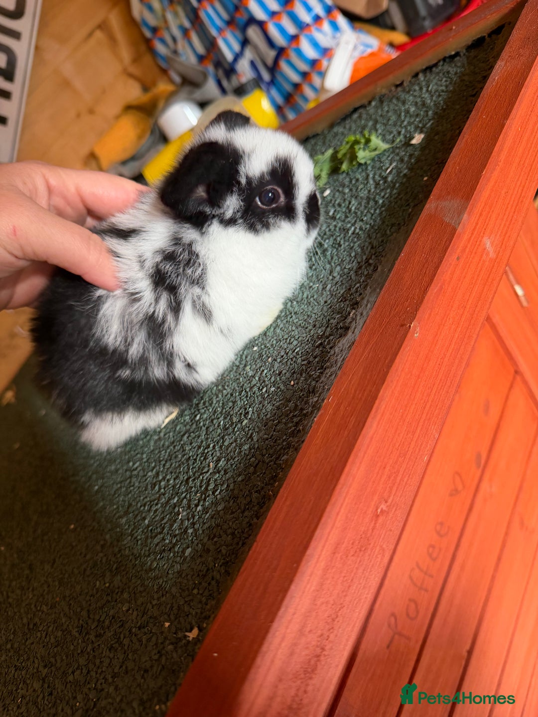 Mini Lop rabbits for sale: Baby mini lop bunnies  - Image 8
