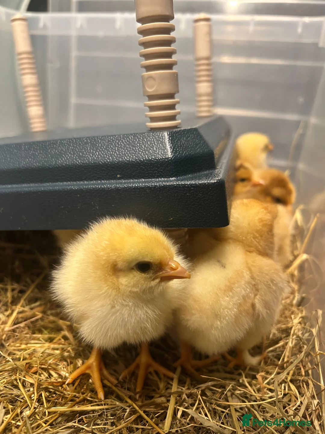 Chickens poultry for sale: brahma X Warren chicks  - Advert 2