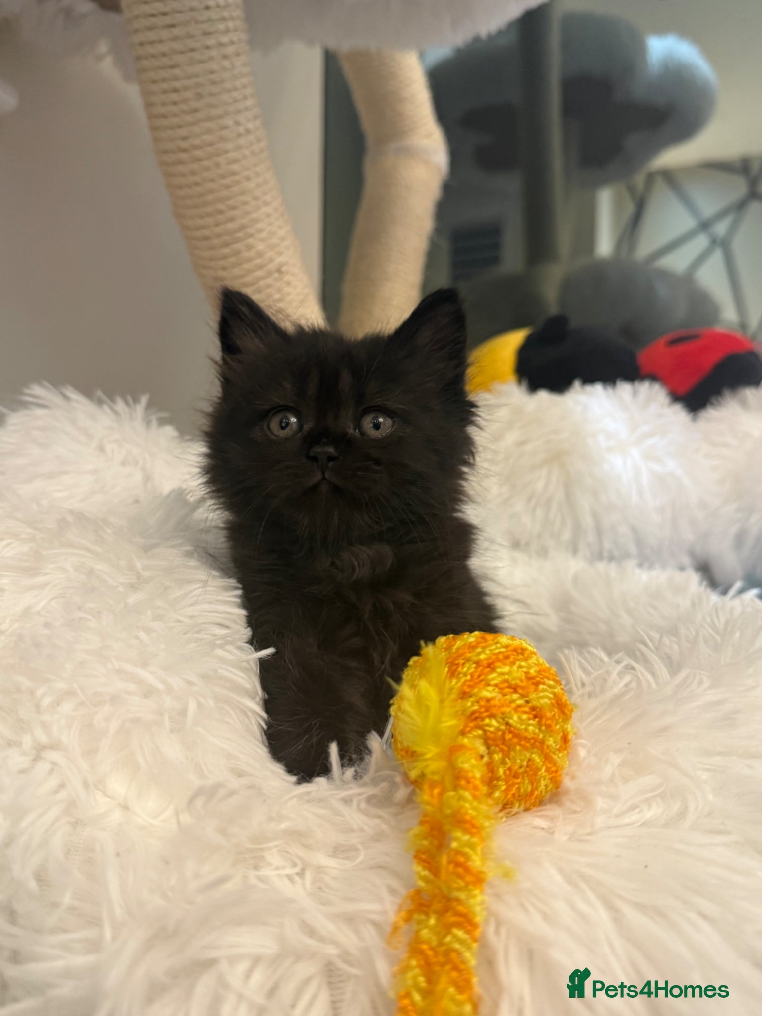 Mixed Breed cats Long haired Himalayan cross kittens - Advert 2