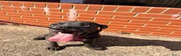 Cane Corso dogs for sale: This is Zola cane corso  in Sunderland - Advert 3