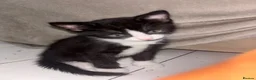 Mixed Breed cats for sale: Playful kittens looking for a loving home  - Advert 3