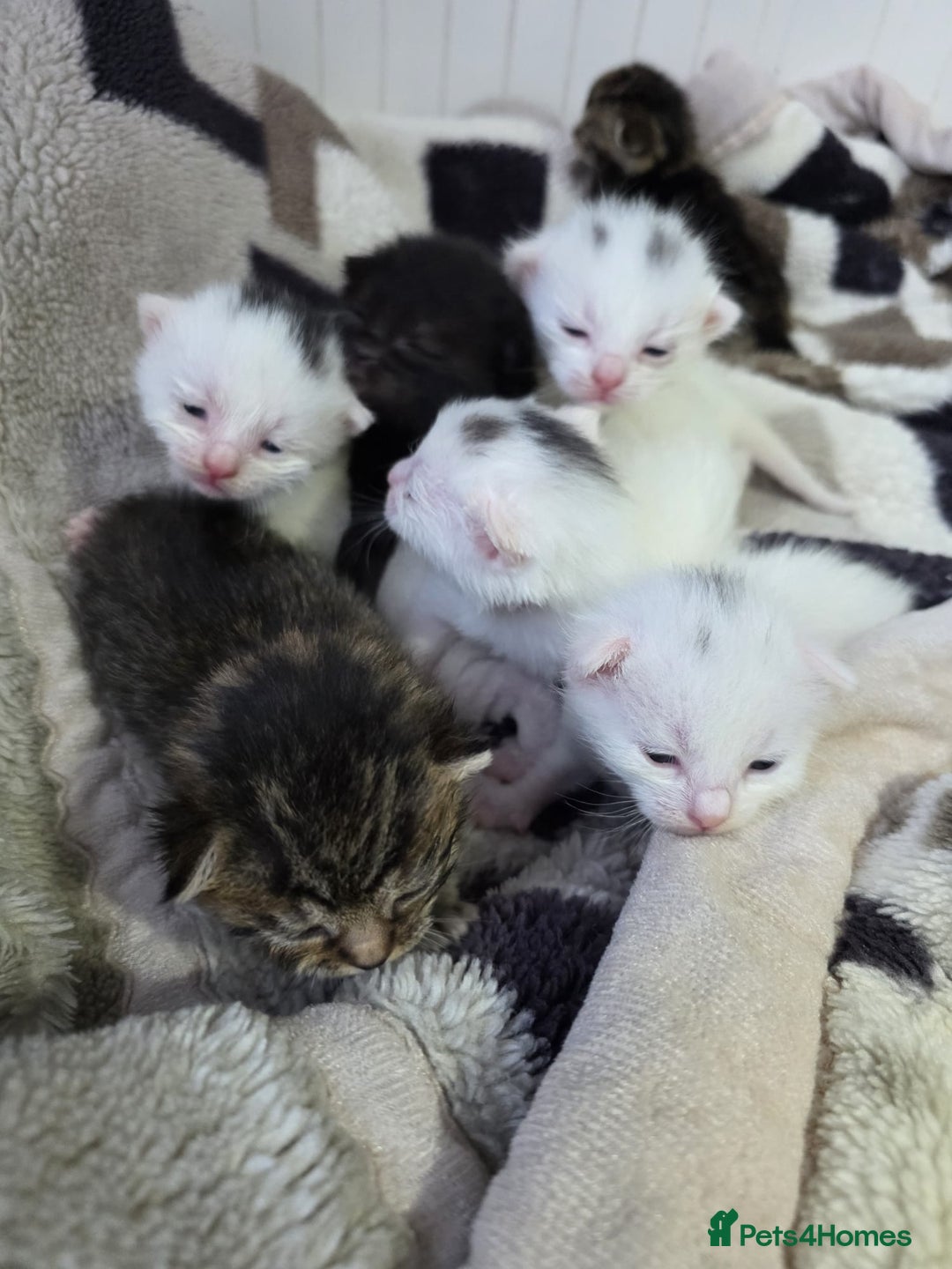 Mixed Breed cats for sale: Mixed kittens😻😽Ragdoll x domestic 🙀👌 - Advert 4