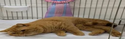British Shorthair cats for stud: Champion Proven British Shorthair  - Advert 5
