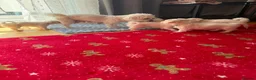 Maltese dogs for sale: Beautiful Bichon Maltese Puppies-1st Family Litter - Advert 2