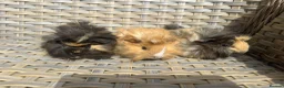 Guinea Pig rodents for sale: 3 Handsome long haired male guinea pigs. - Advert 2