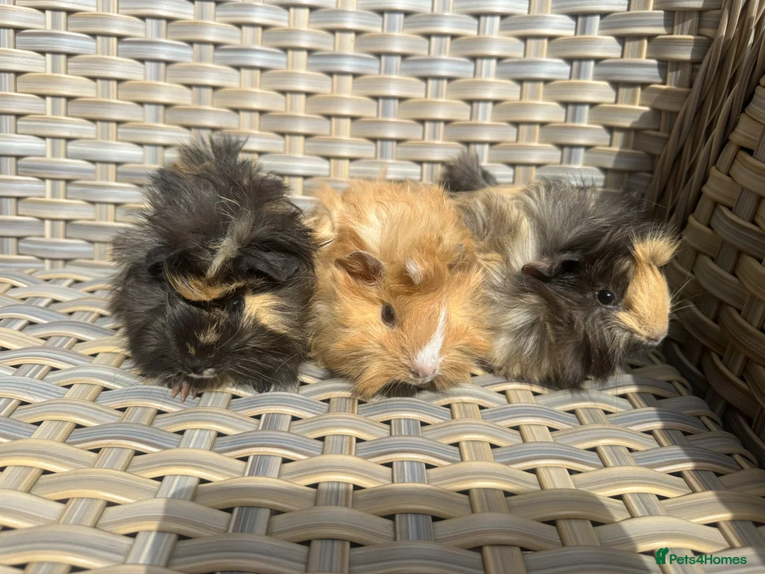Guinea Pig rodents for sale: 3 Handsome long haired male guinea pigs. - Advert 2