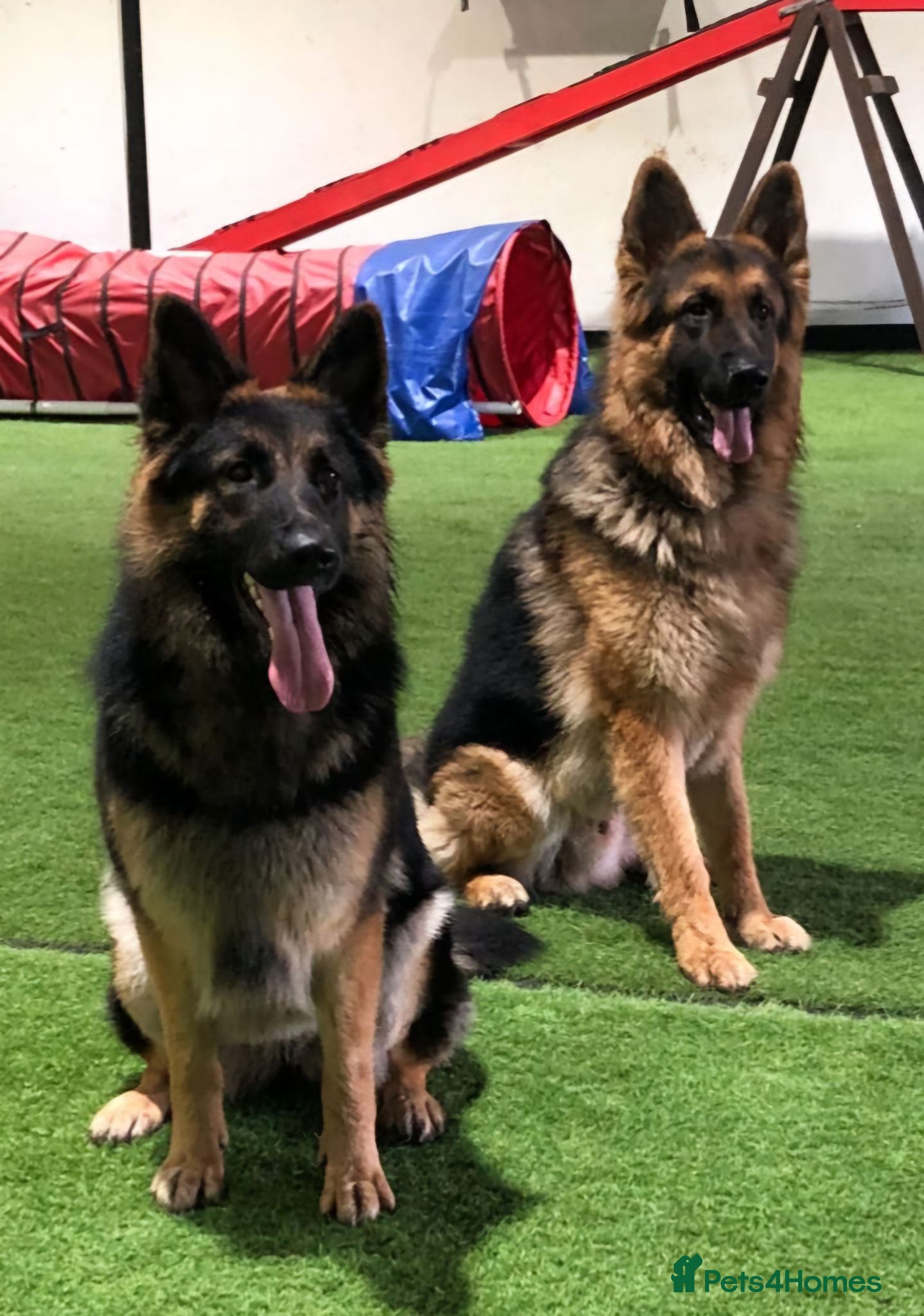 German Shepherd dogs A Healthy litter of 5 German Shepherds  - Advert 1