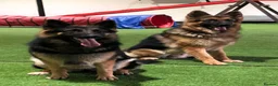 German Shepherd dogs for sale: A Healthy litter of 5 German Shepherds  - Advert 1