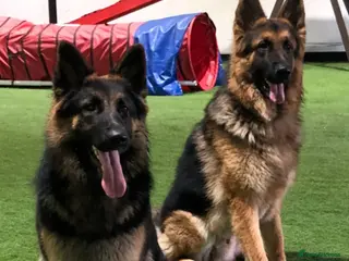 German Shepherd dogs A Healthy litter of 5 German Shepherds - Advert 3
