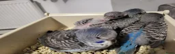 Budgerigars birds for sale: Bfbw budgie - Advert 4