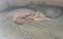 Sphynx cats for sale: Sphynx kittens - Image 3