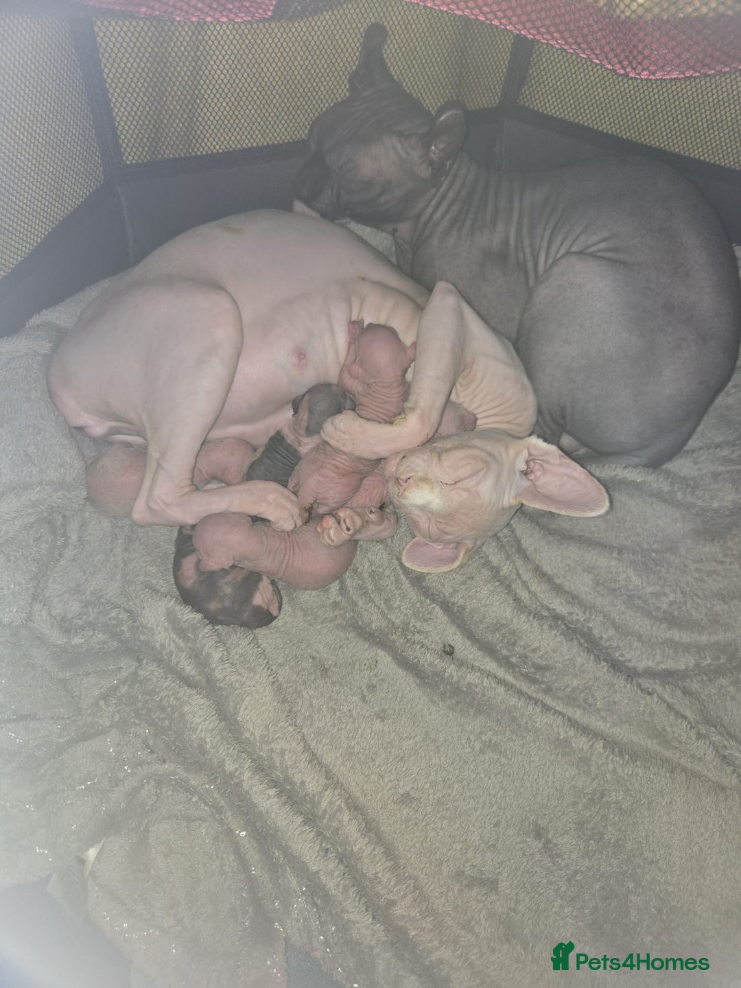 Sphynx cats for sale: Sphynx kittens - Image 3