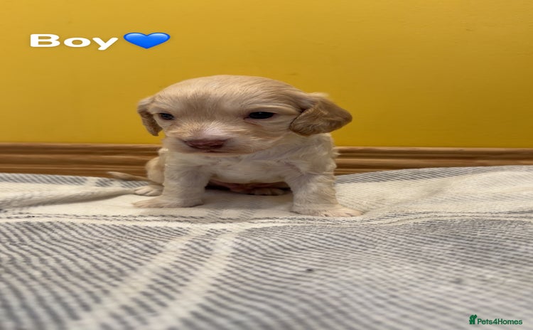 Cockapoo dogs - Advert 1