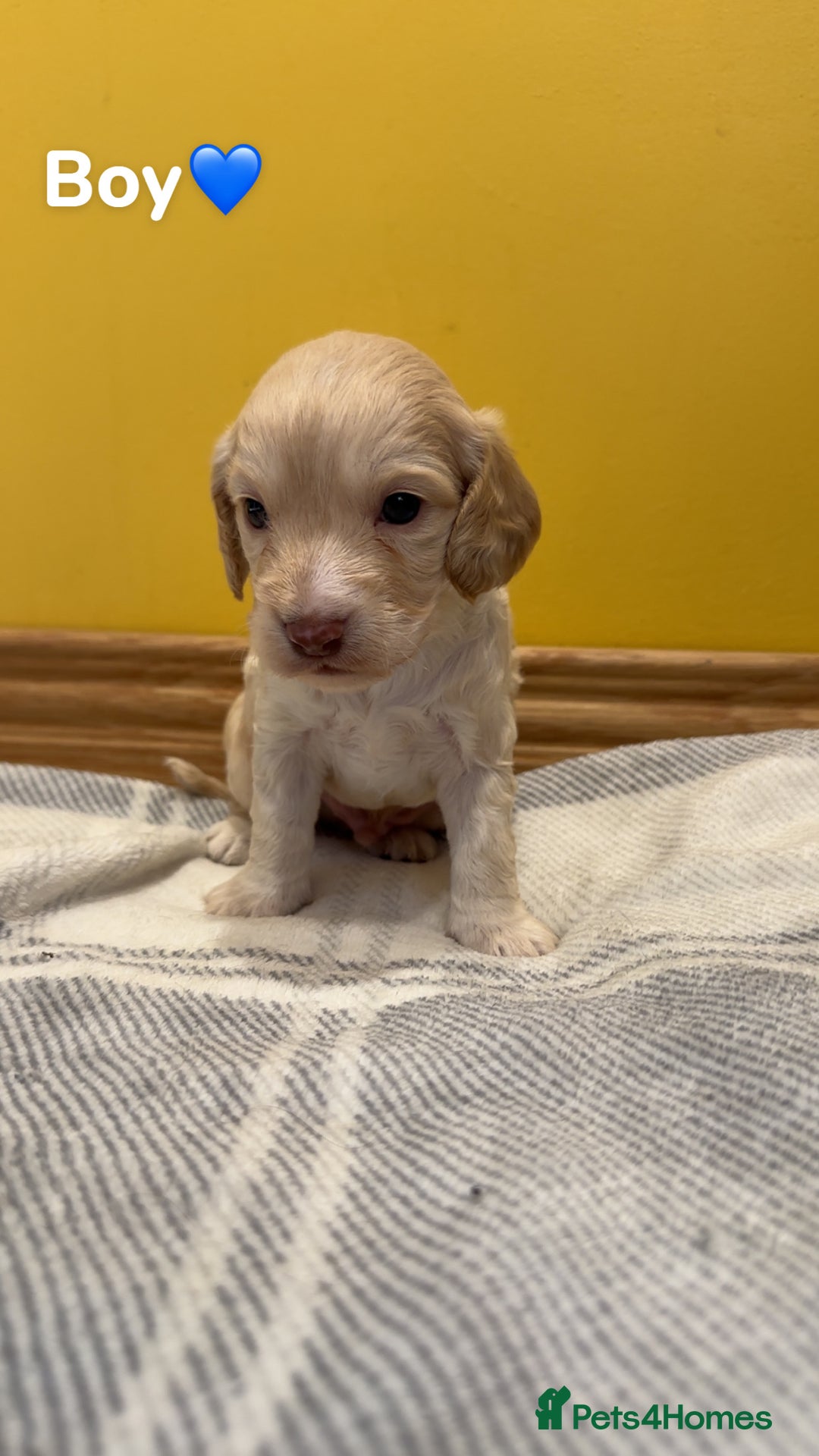 Cockapoo dogs for sale: Cockapoo puppies  - Image 2
