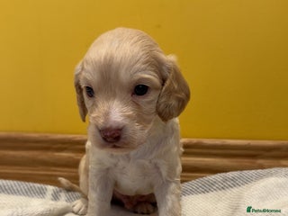 Cockapoo dogs - Advert 1