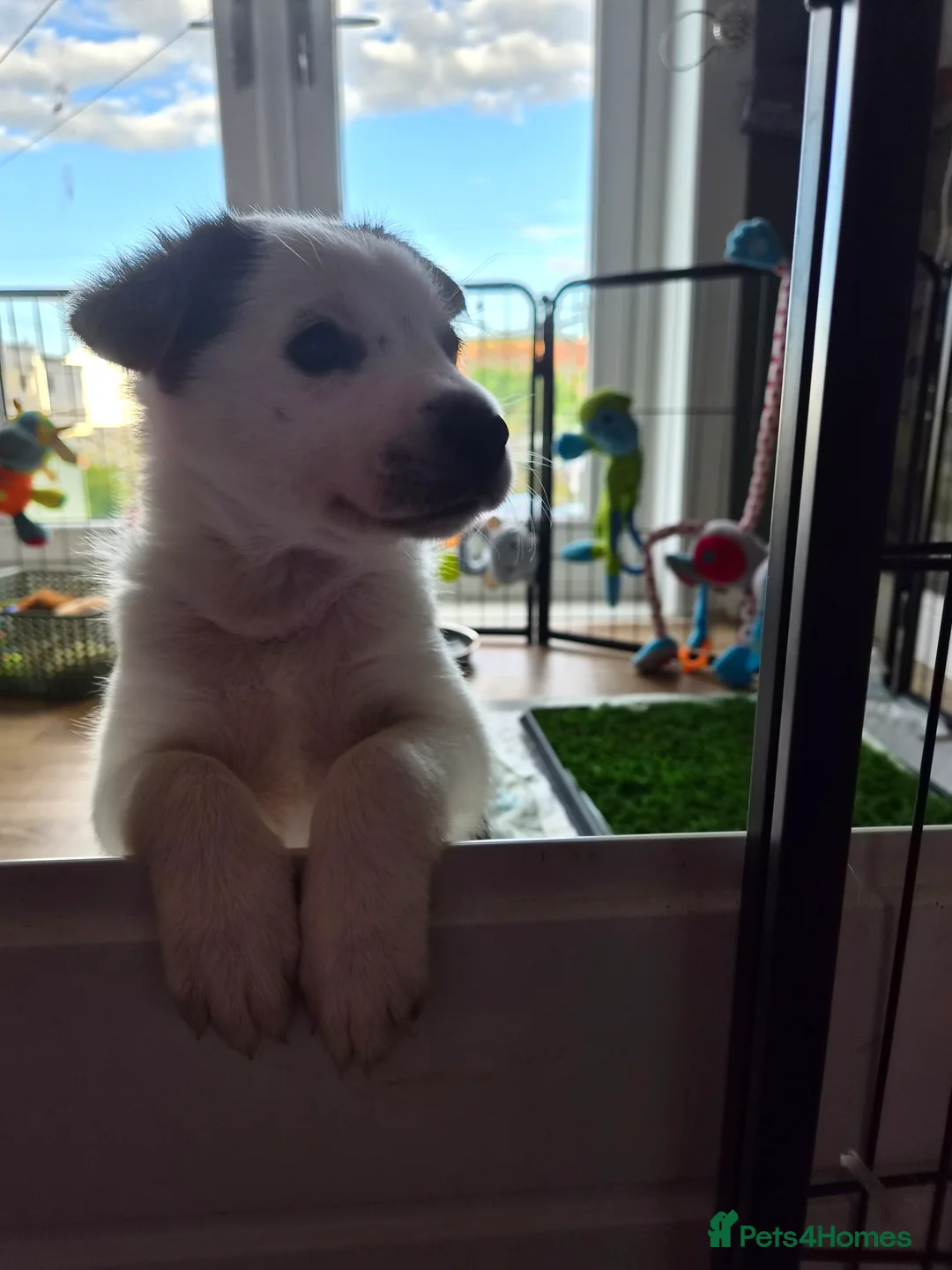 Mixed Breed dogs for sale: Beardie border x blue merle and tri coloured - Advert 2