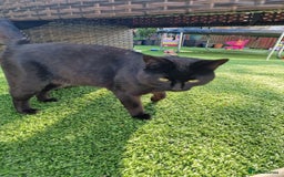 Mixed Breed cats for sale: Beautiful boy looking for his forever home - Image 5