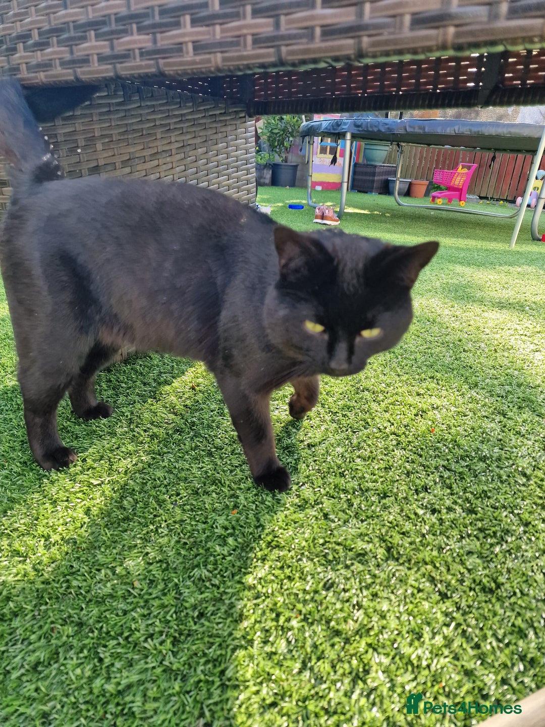 Mixed Breed cats for sale: Beautiful boy looking for his forever home - Image 5