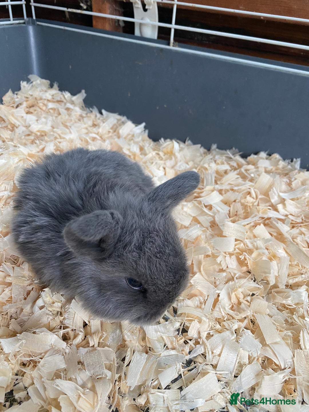Mini Lop rabbits for sale: Mini lops - Advert 2