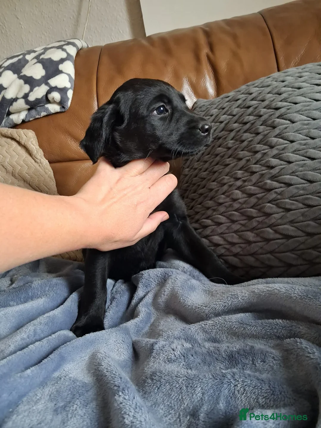Labrador Retriever dogs for sale: Labrador Puppies - Advert 5