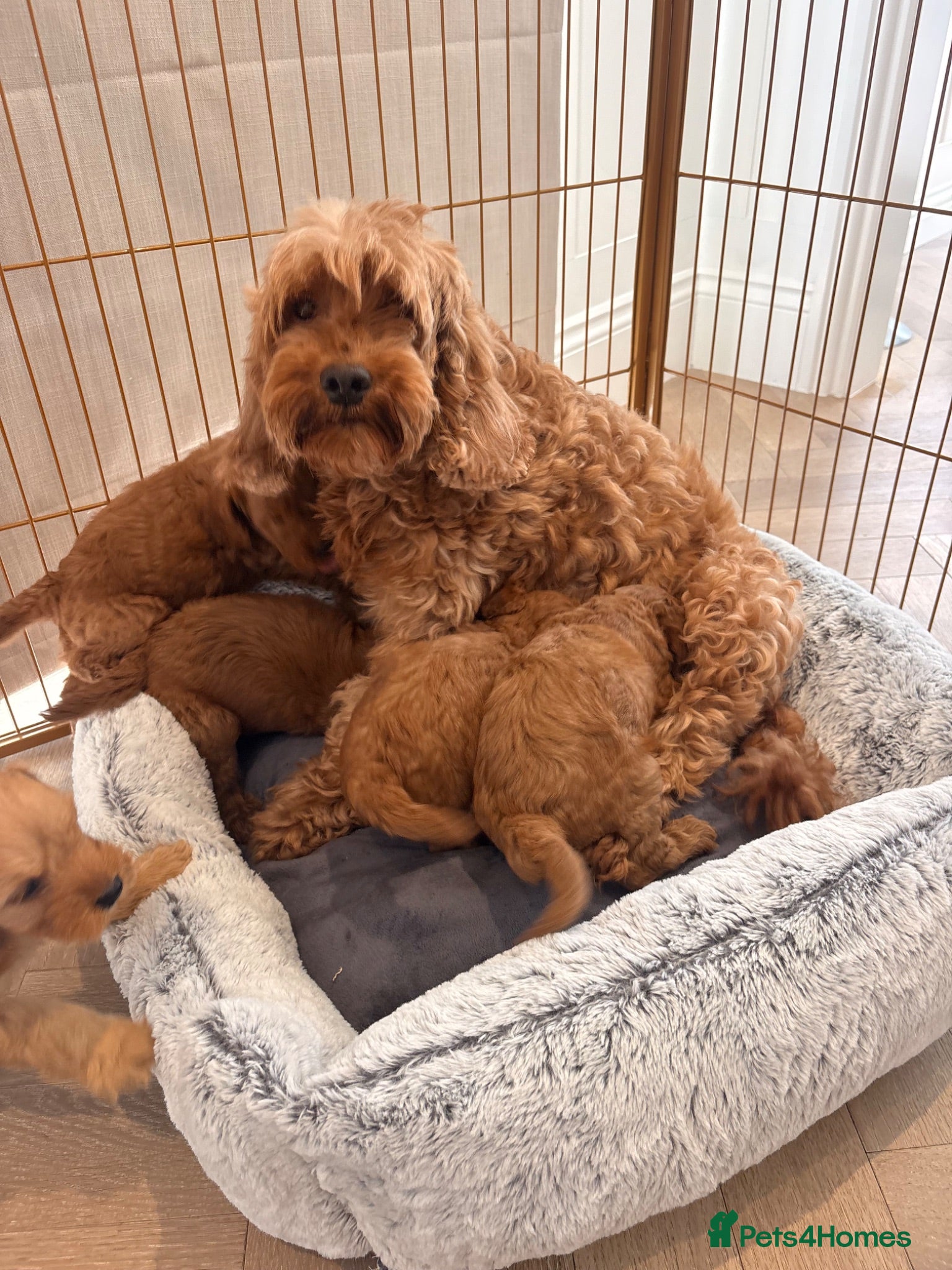 Cockapoo dogs LICENSED BREEDER QUALITY COCKAPOO PUPPIES  - Advert 1