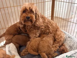 Cockapoo dogs LICENSED BREEDER QUALITY COCKAPOO PUPPIES - Advert 1