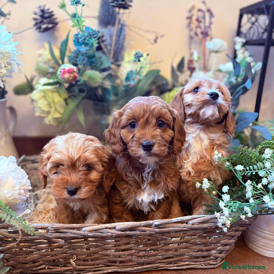 Cavapoo dogs for sale: Health tested toy cavapoo boys - Advert 5