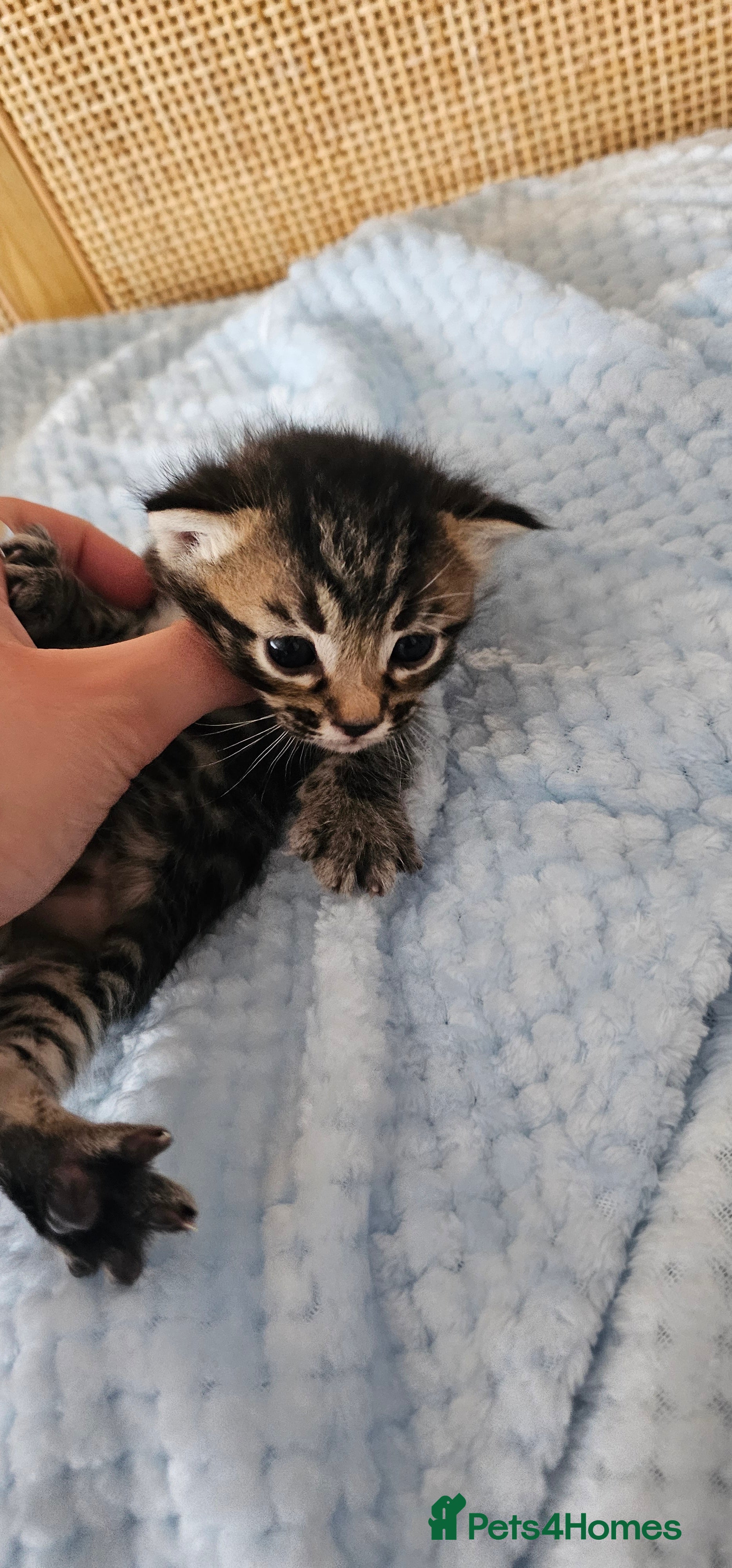 Mixed Breed cats for sale: Beautiful Bengal Mix Kittens - Advert 39
