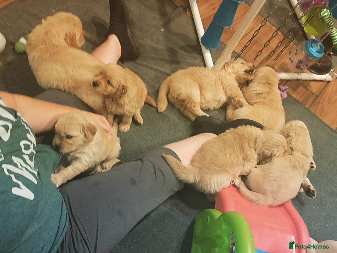 Golden Retriever dogs for sale: We have 5 boys and 3 girls Golden remaining 🐾 - Image 1