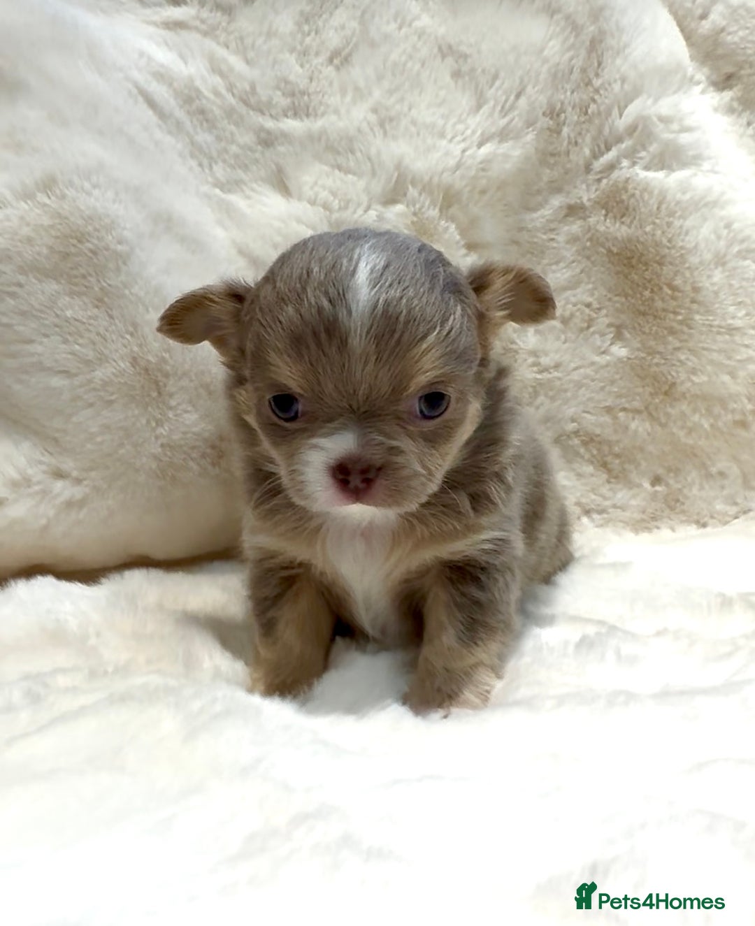 Chihuahua dogs for sale: QUALITY LONG COAT KC CHIHUAHUA PUPPIES  - Advert 4