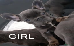 French Bulldog dogs for sale: French bulldog for sale  - Image 1