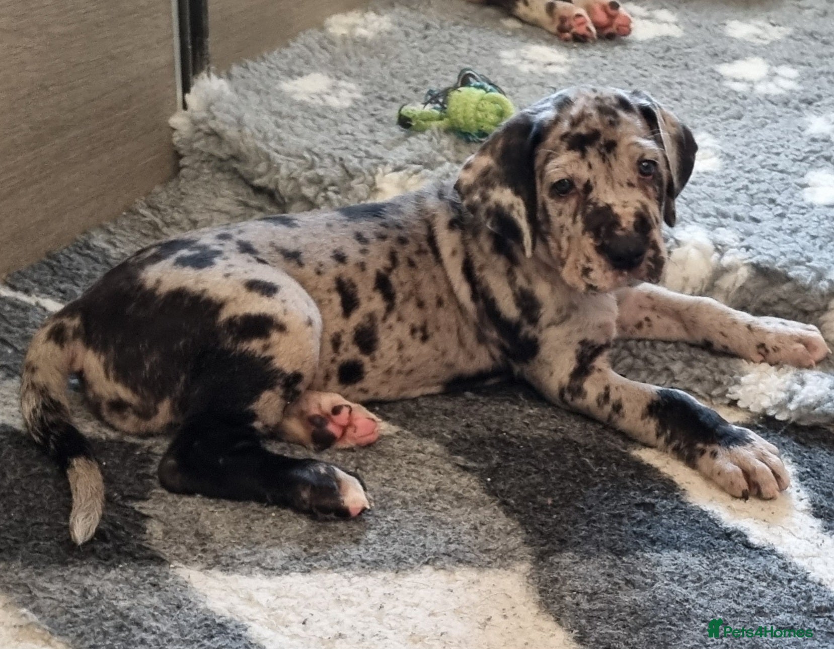 Great Dane dogs Superb pups, READY TODAY - Advert 2