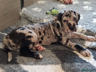 Great Dane dogs Exceptional pups, viewings welcome - Advert 6
