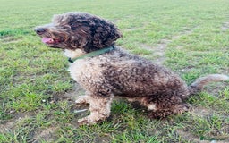 Miniature Poodle dogs for stud: Chocolate Merle Miniature Poodle Stud 🐾🐾🐾 - Image 4