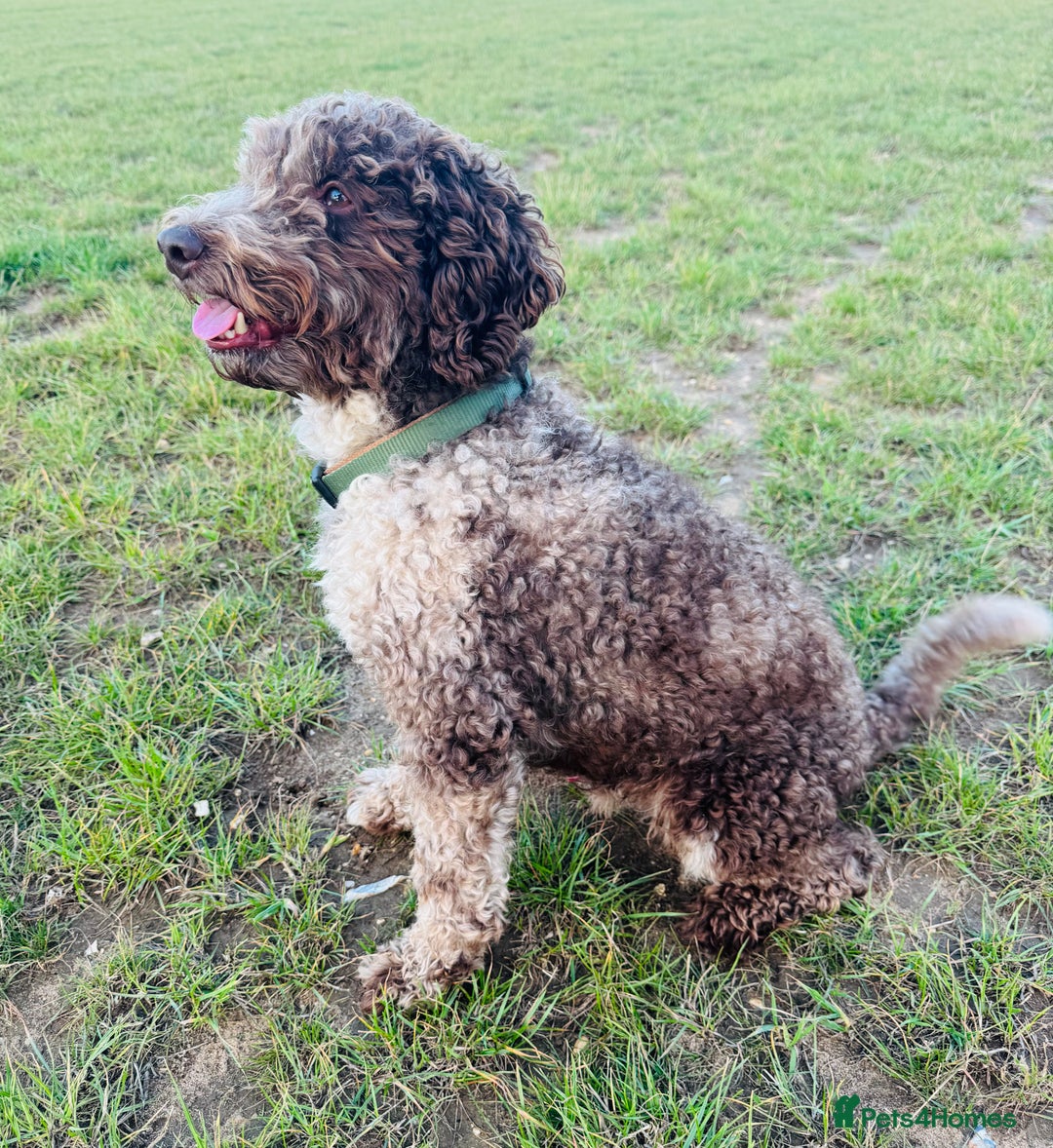 Miniature Poodle dogs for stud: Chocolate Merle Miniature Poodle Stud 🐾🐾🐾 - Image 4