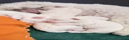 Bichon Frise dogs for sale: Bichon Frise 3 males 1 female in Ipswich - Advert 5