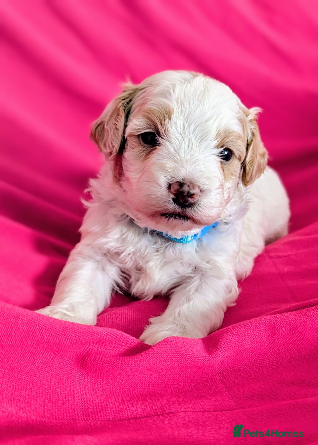 Maltipoo dogs for sale: Beautiful Toy Maltipoo Puppies - Advert 7