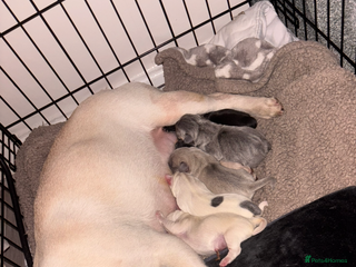 Mixed Breed dogs French bulldog mixed chihuahua - Advert 13