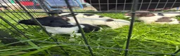 English Springer Spaniel dogs for sale: 7 working English springer spaniel pups.  - Advert 9