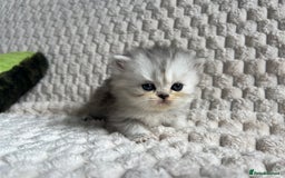 Persian cats for sale: 4 Beautiful Pure Persian Kittens PKD Neg - Image 13