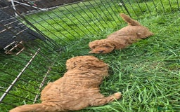 Toy Poodle dogs for sale: Fox Red poodle puppies  - Image 4