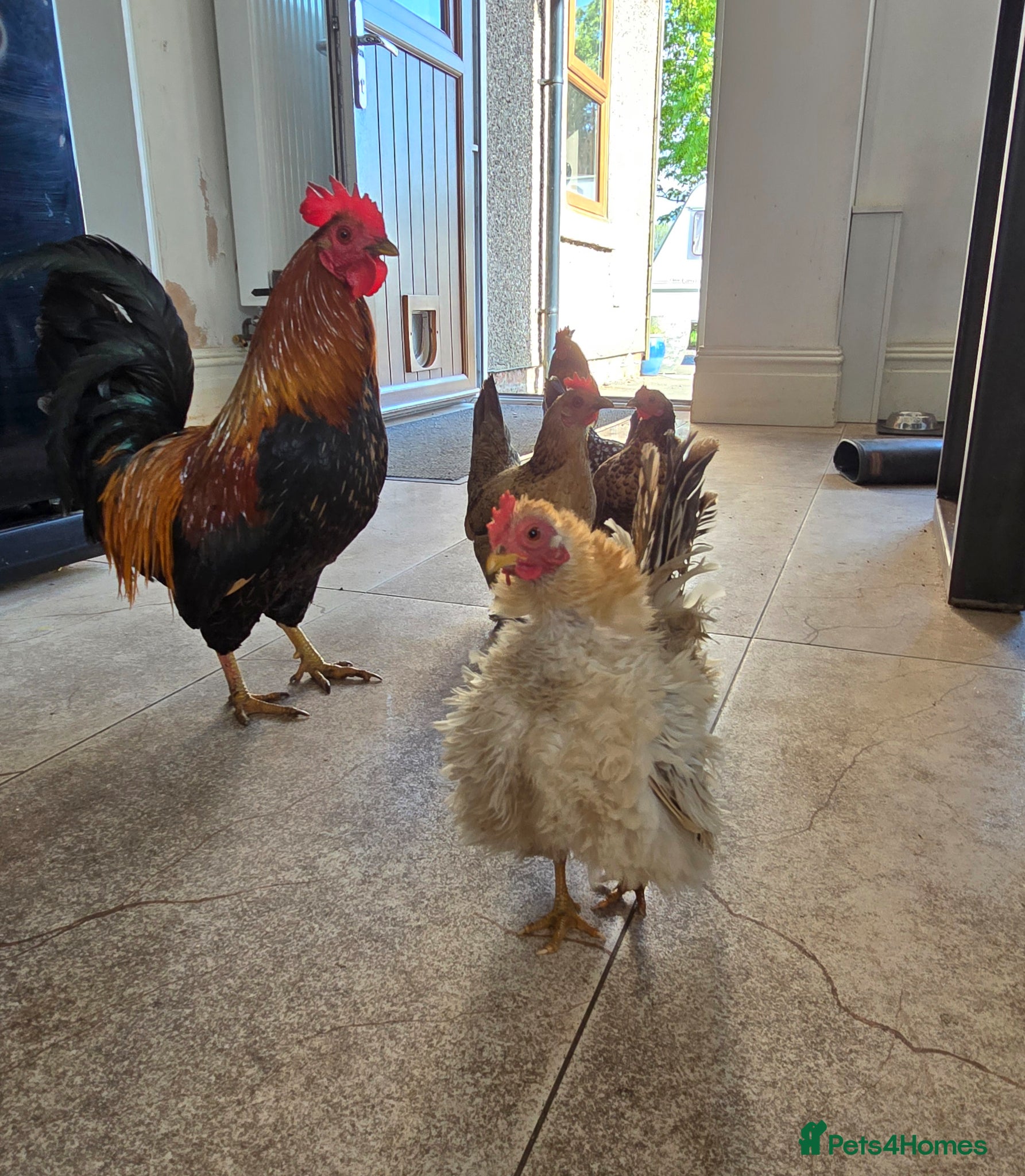 Chickens poultry 6 x Hatching Eggs available Mixed Bantams  - Advert 4