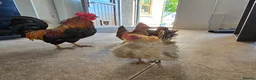 Chickens poultry for sale: 6 x Hatching Eggs available Mixed Bantams  - Advert 1