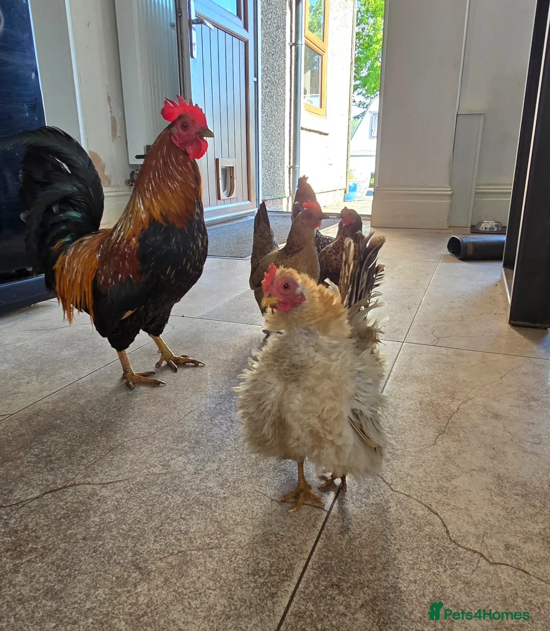 Chickens poultry for sale: 6 x Hatching Eggs available Mixed Bantams  - Advert 1