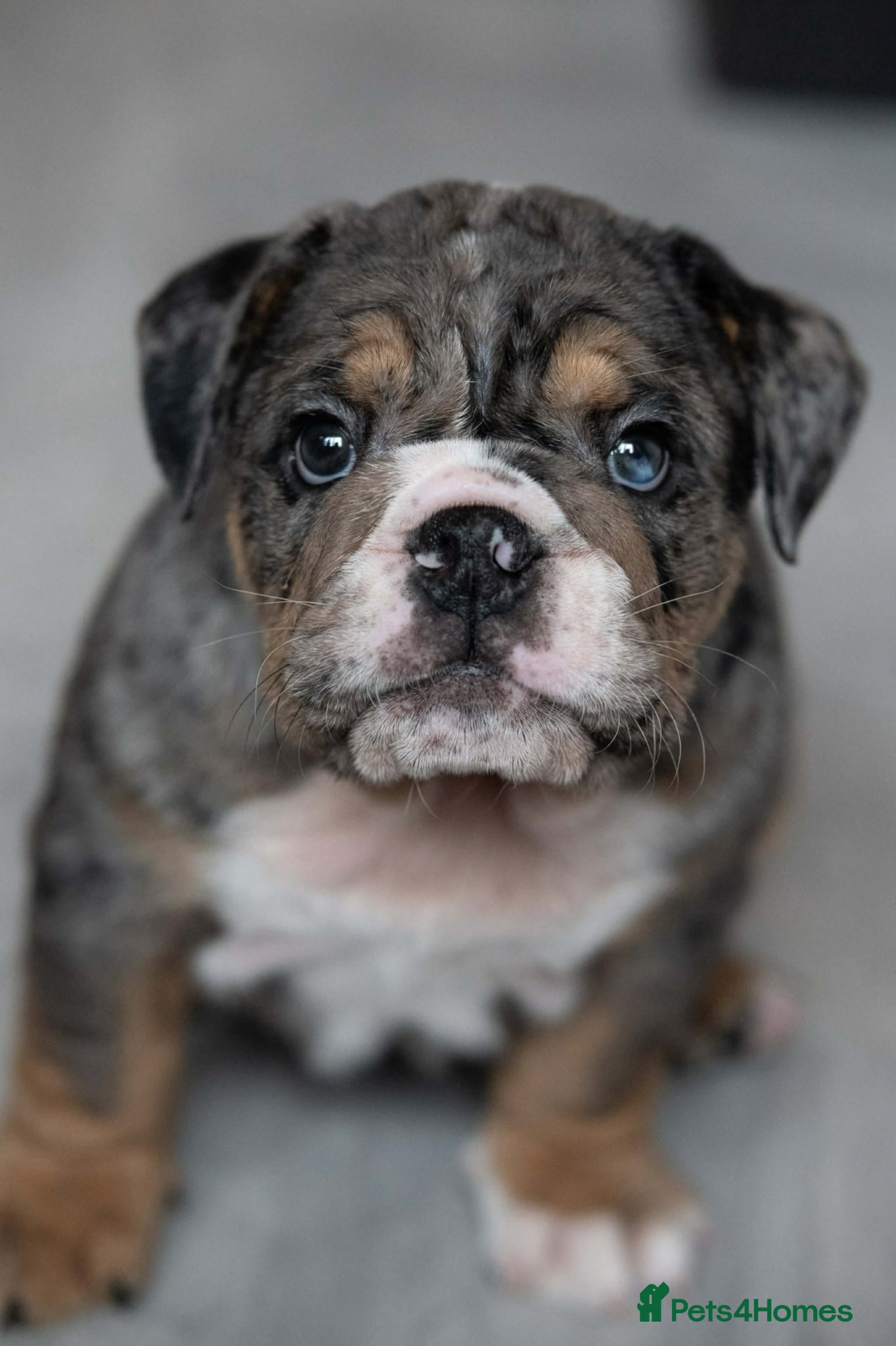 English Bulldog dogs Stunning English Bulldog Puppy's 1 boy 5 girls - Advert 2
