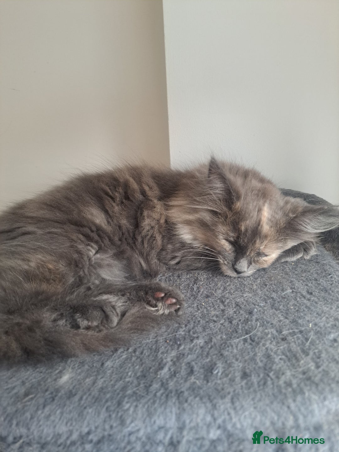 Mixed Breed cats for sale: Maine Coon and ragdoll  - Image 1