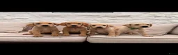 Labrador Retriever dogs for sale: Outstanding litter of labrador puppies - Advert 6